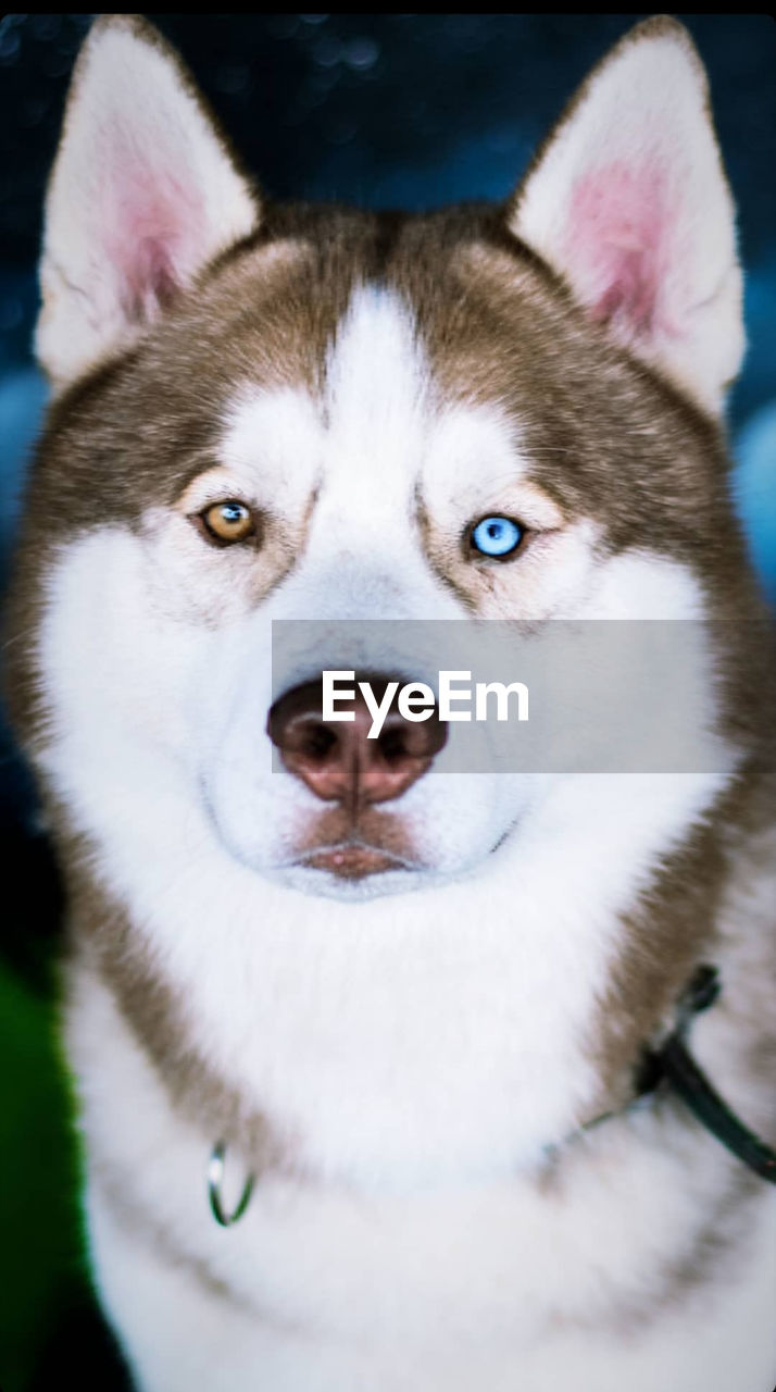 CLOSE-UP PORTRAIT OF DOG WITH EYES