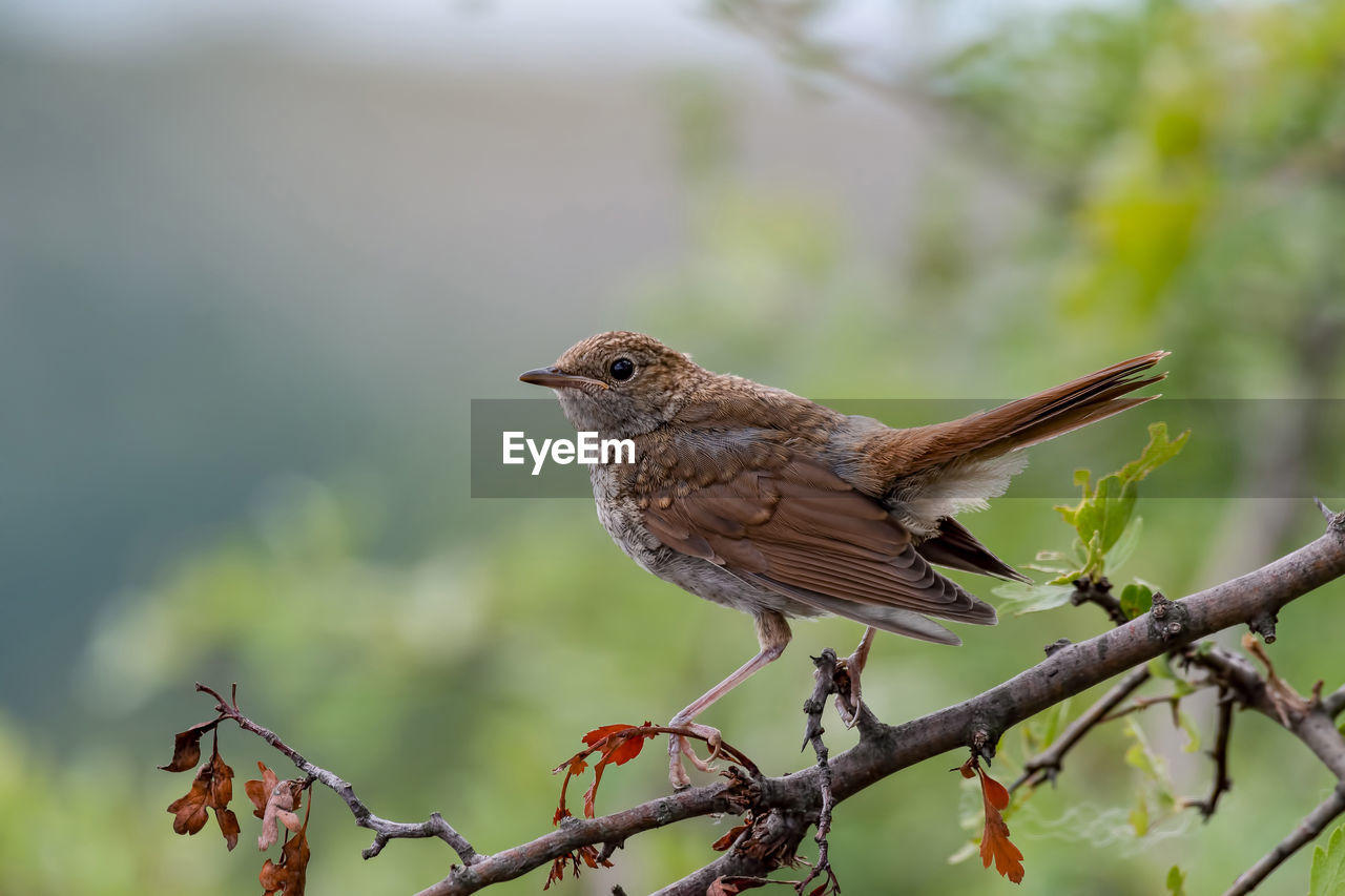 CLOSE-UP OF BIRD PERCHING ON A TREE