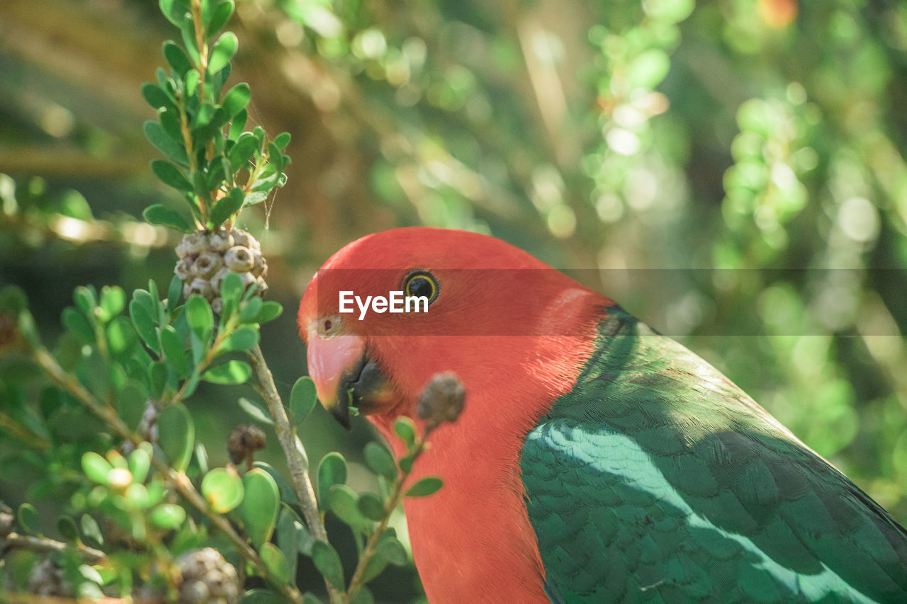 The australian king parrot, red and green colors