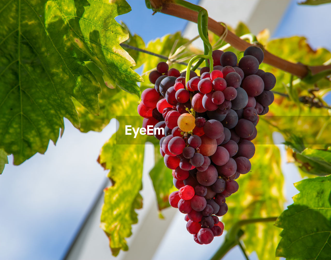 CLOSE-UP OF GRAPES ON TREE