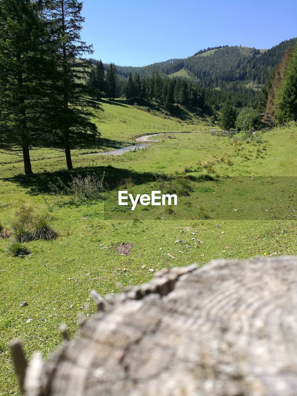 Trees on field