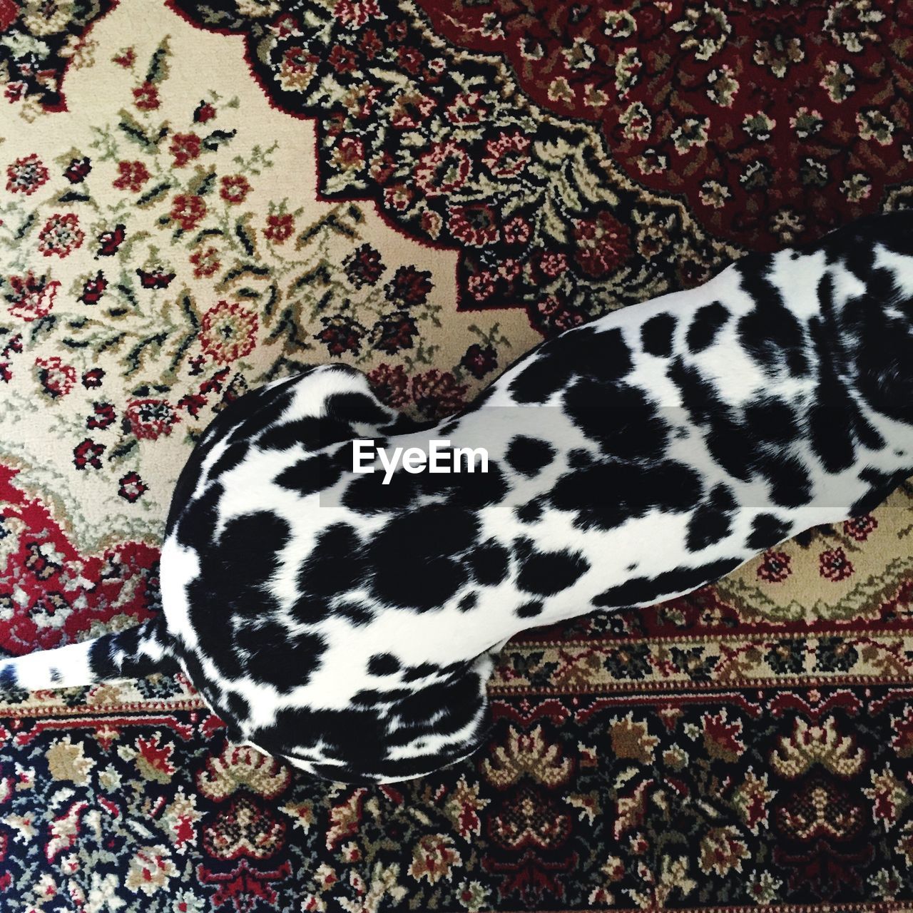 High angle view of dog resting on rug
