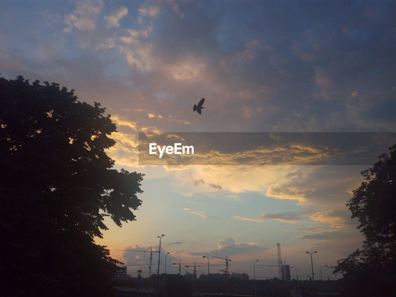 LOW ANGLE VIEW OF SILHOUETTE BIRDS FLYING AGAINST SUNSET SKY