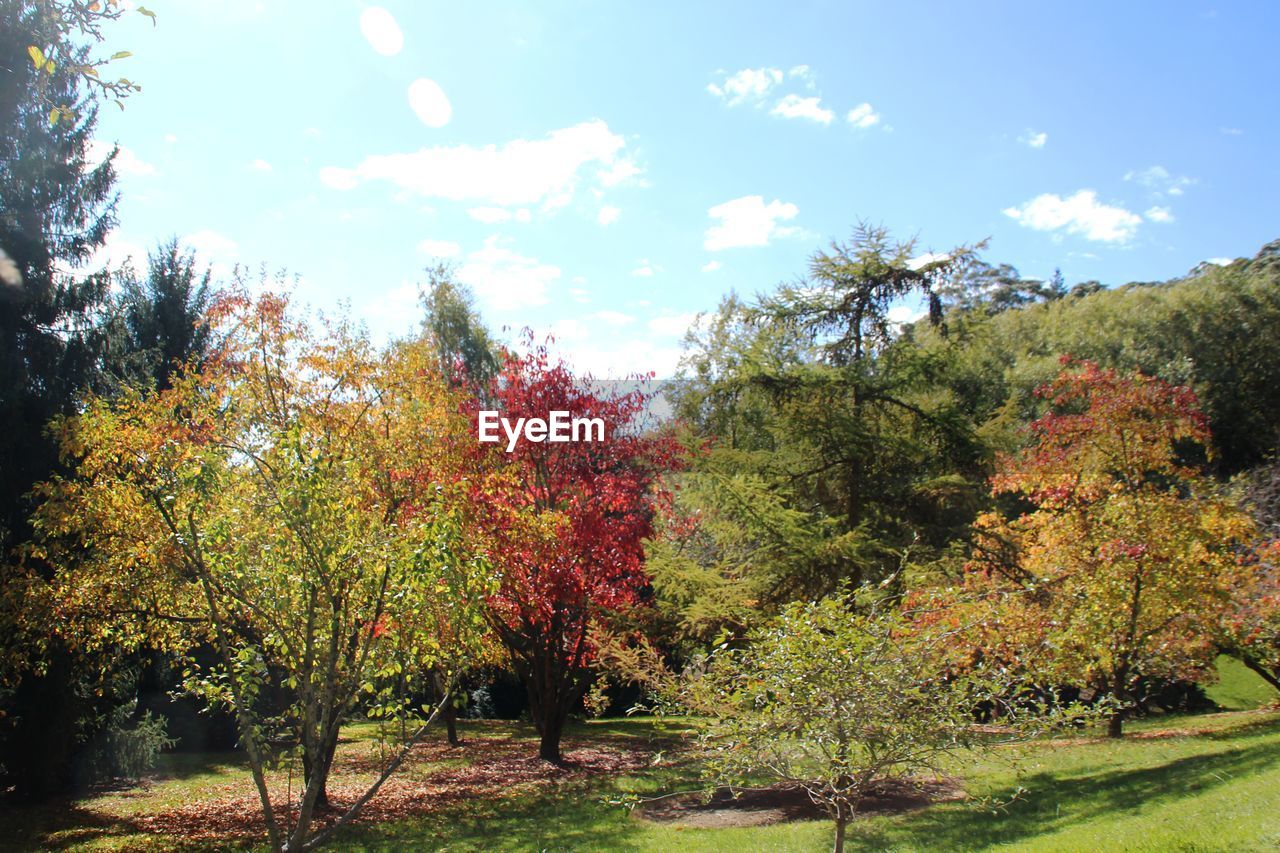 TREES IN PARK