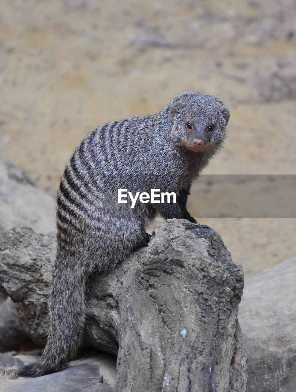 Portrait of mongoose on wood at field