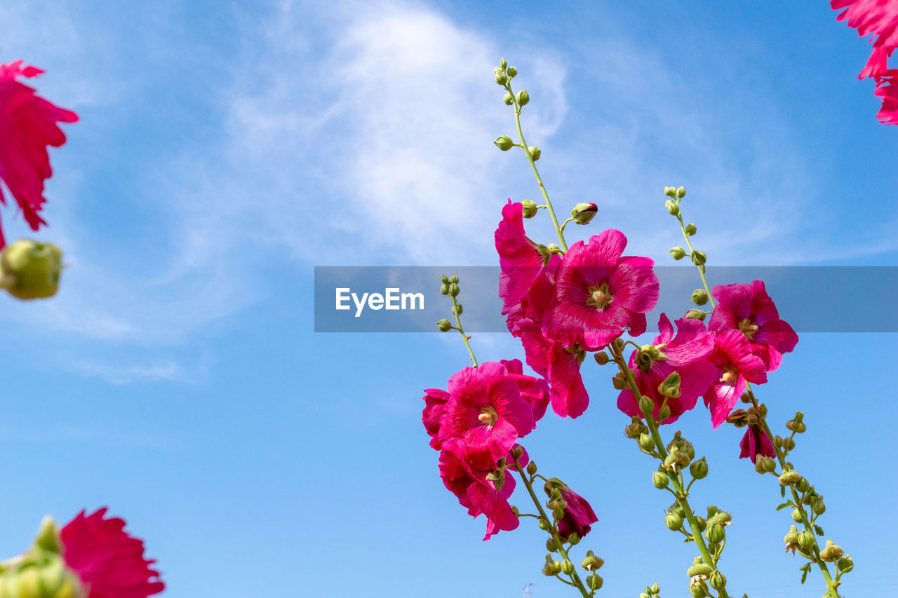 Low angle view of pink cherry blossom against sky