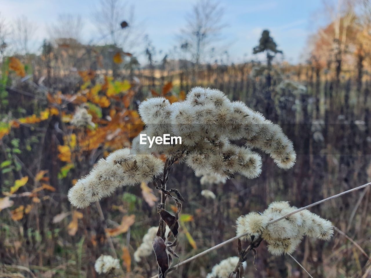 CLOSE-UP OF SNOW ON PLANT