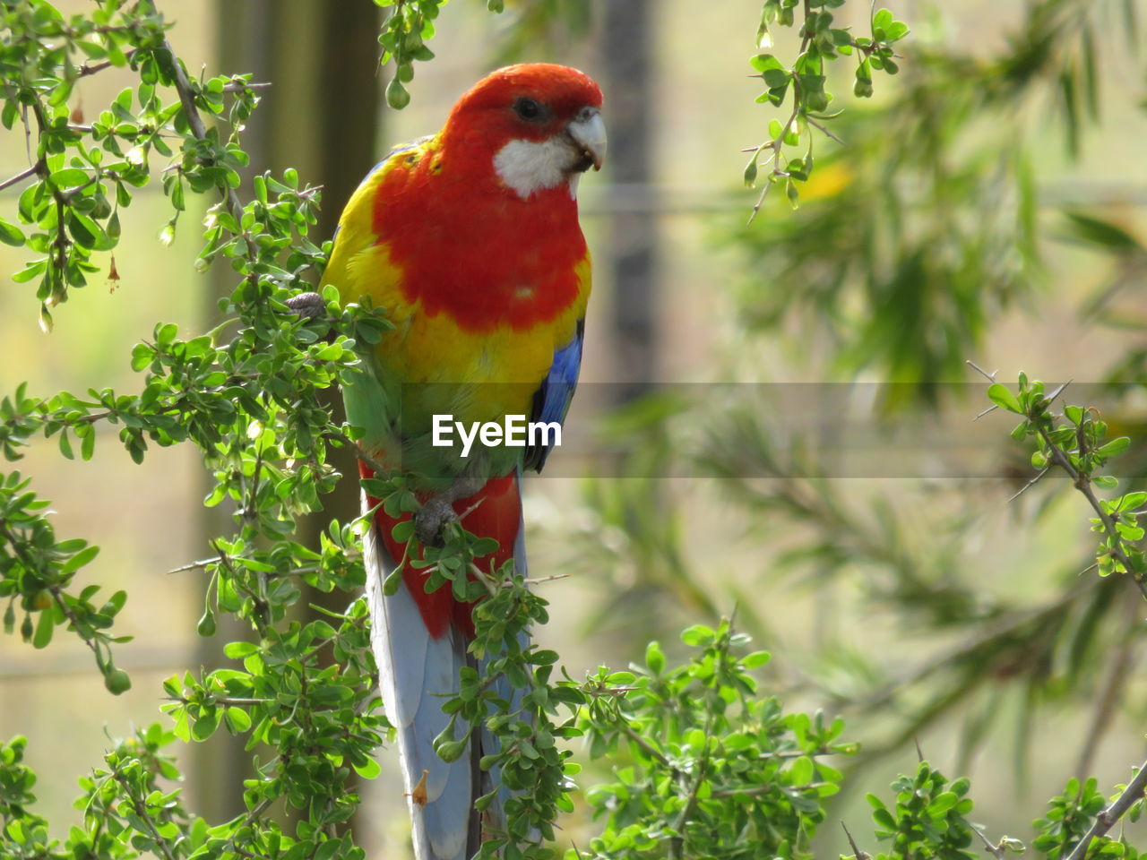 Parrot perching on a branch, australia 