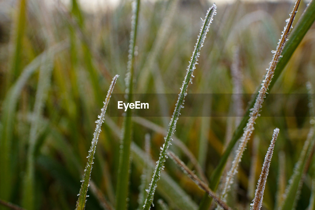 plant, grass, growth, nature, green, close-up, dew, moisture, no people, beauty in nature, plant stem, flower, field, agriculture, macro photography, focus on foreground, land, day, wet, outdoors, leaf, selective focus, environment, rural scene, crop, water, landscape, lawn, cereal plant, freshness, tranquility, drop, meadow, food and drink