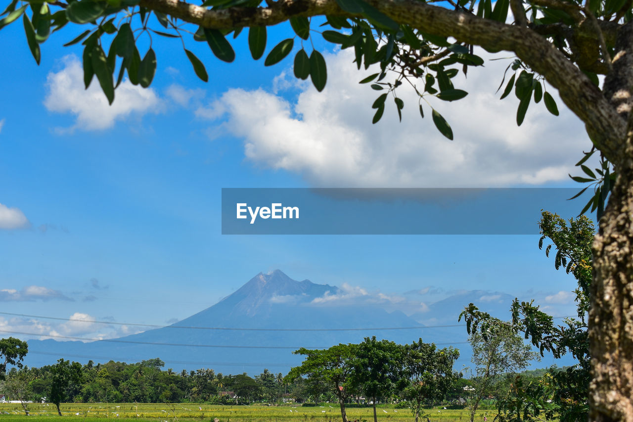 SCENIC VIEW OF TREES AGAINST SKY