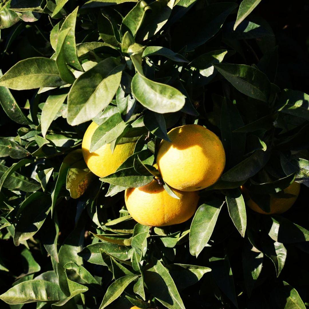 CLOSE-UP OF FRUITS