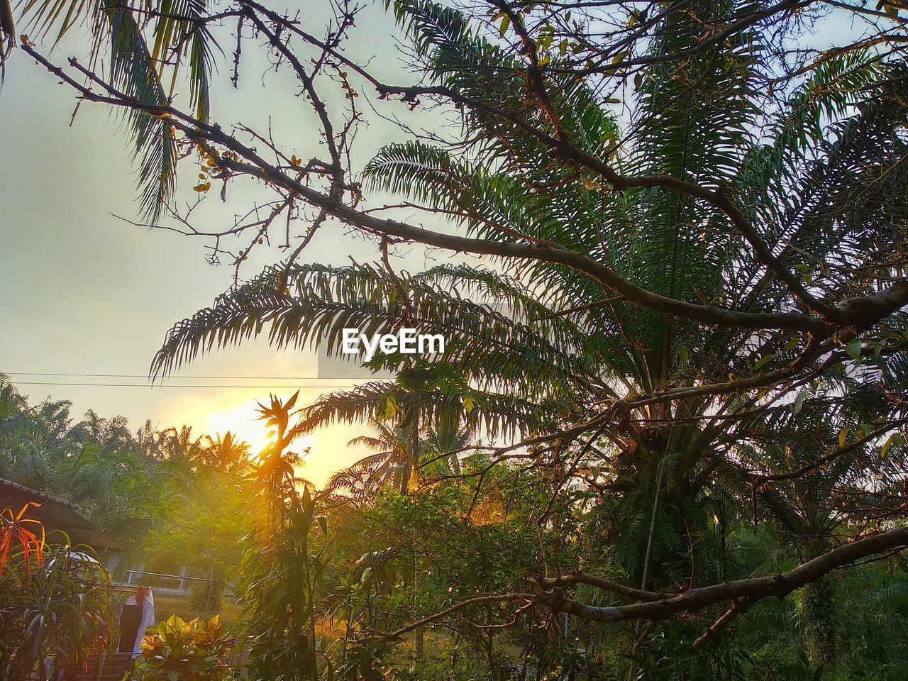 LOW ANGLE VIEW OF TREES IN FOREST