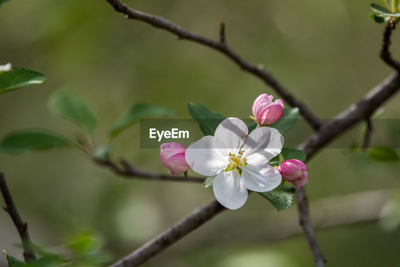 Close-up of pink cherry blossom