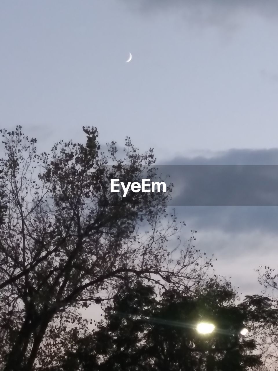 LOW ANGLE VIEW OF SILHOUETTE TREES AGAINST SKY