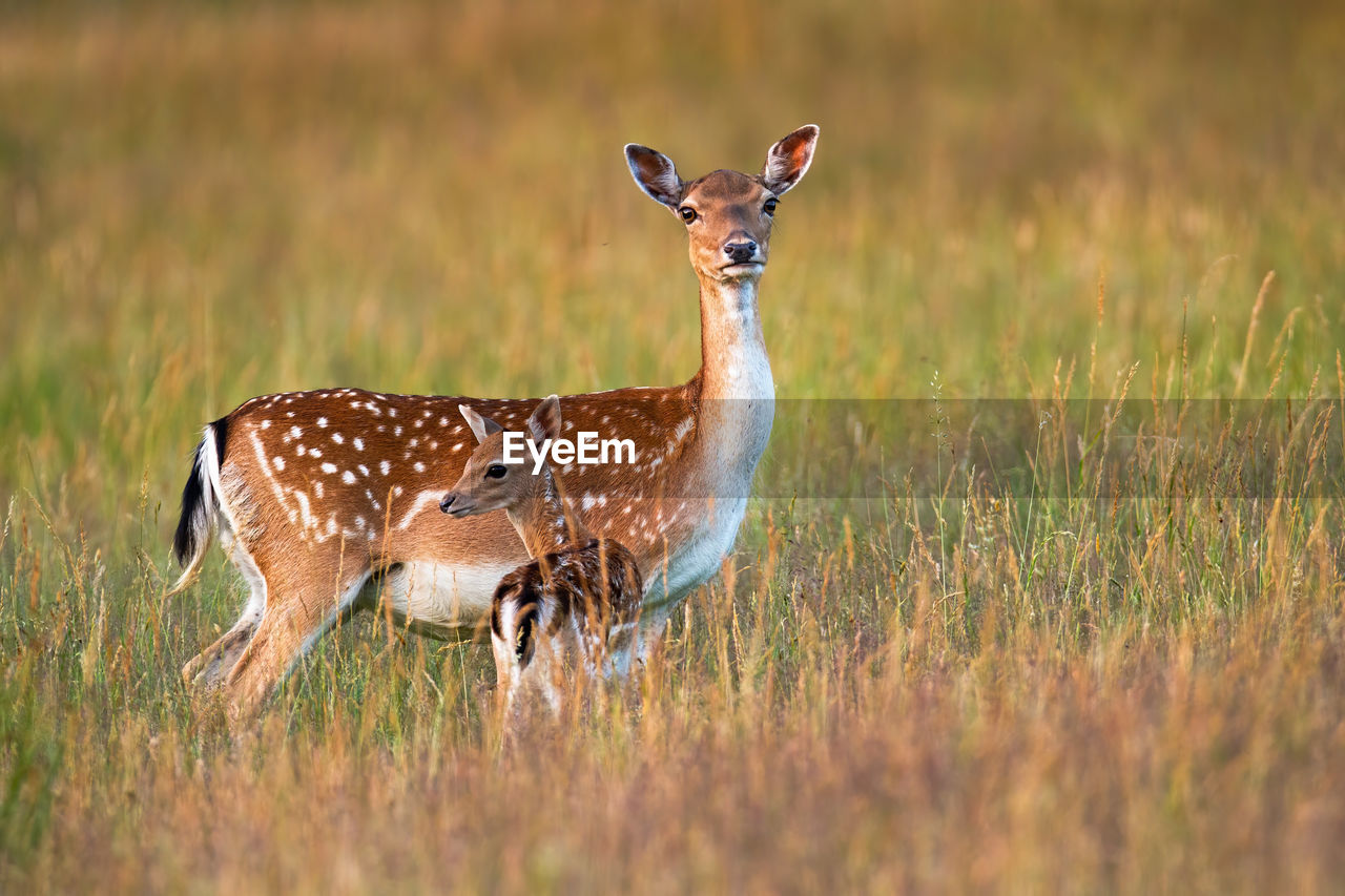 VIEW OF DEER ON FIELD