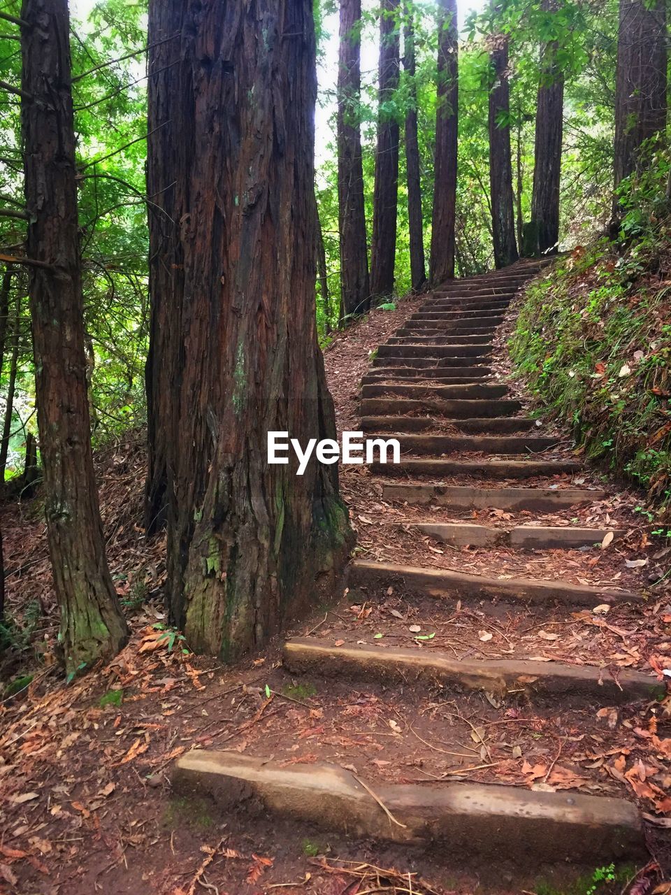 Trees growing by steps