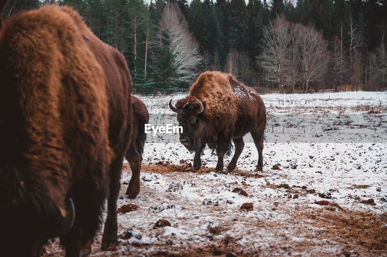 animal, animal themes, mammal, bison, animal wildlife, cattle, wildlife, domestic animals, american bison, livestock, snow, nature, group of animals, land, winter, horned, cold temperature, tree, no people, brown, field, bull, plant, landscape, environment, standing, day, two animals, outdoors, muskox, pet, animal hair, highland cattle, herd