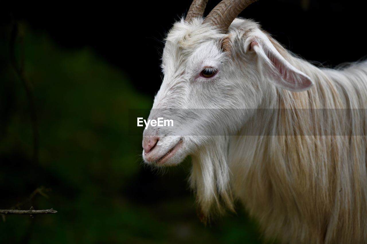 CLOSE-UP OF WHITE COW