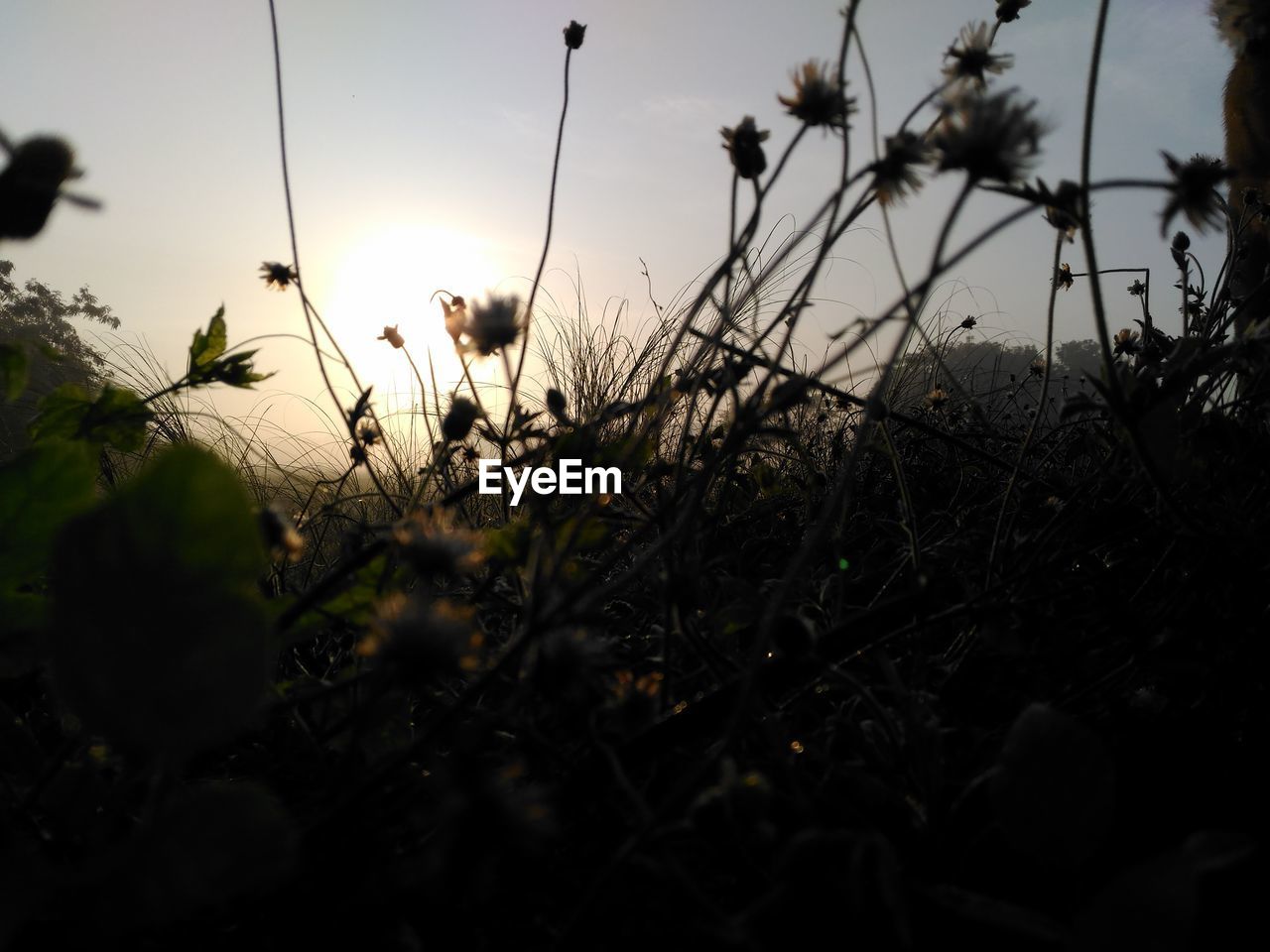 CLOSE-UP OF SILHOUETTE FLOWERS ON FIELD AGAINST SKY