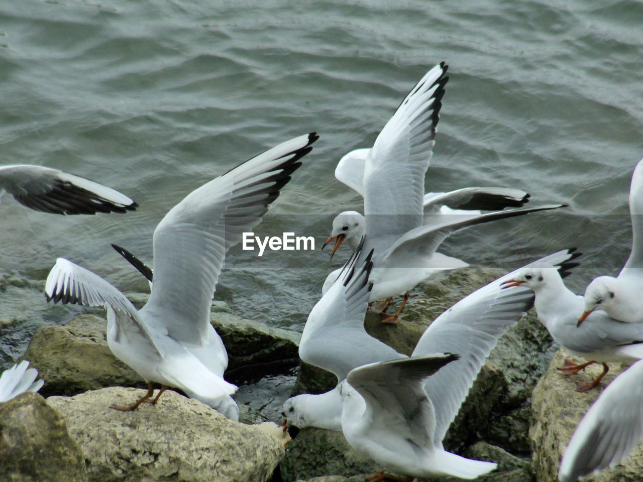 SEAGULLS AT LAKE