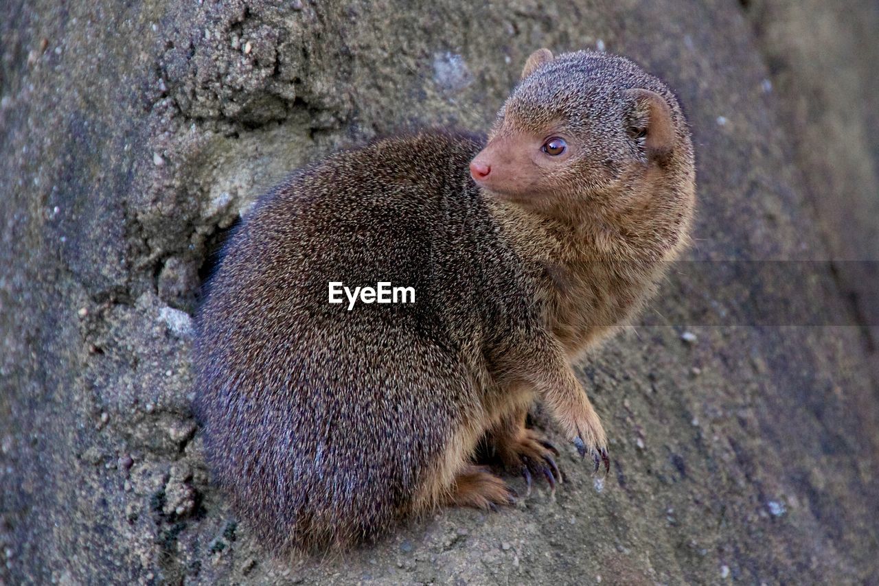 Close-up of mongoose sitting on tree