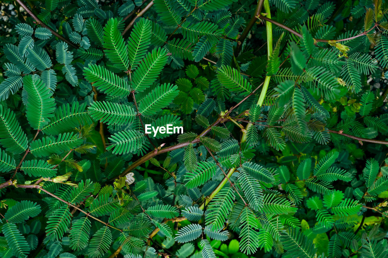 FULL FRAME SHOT OF TREES