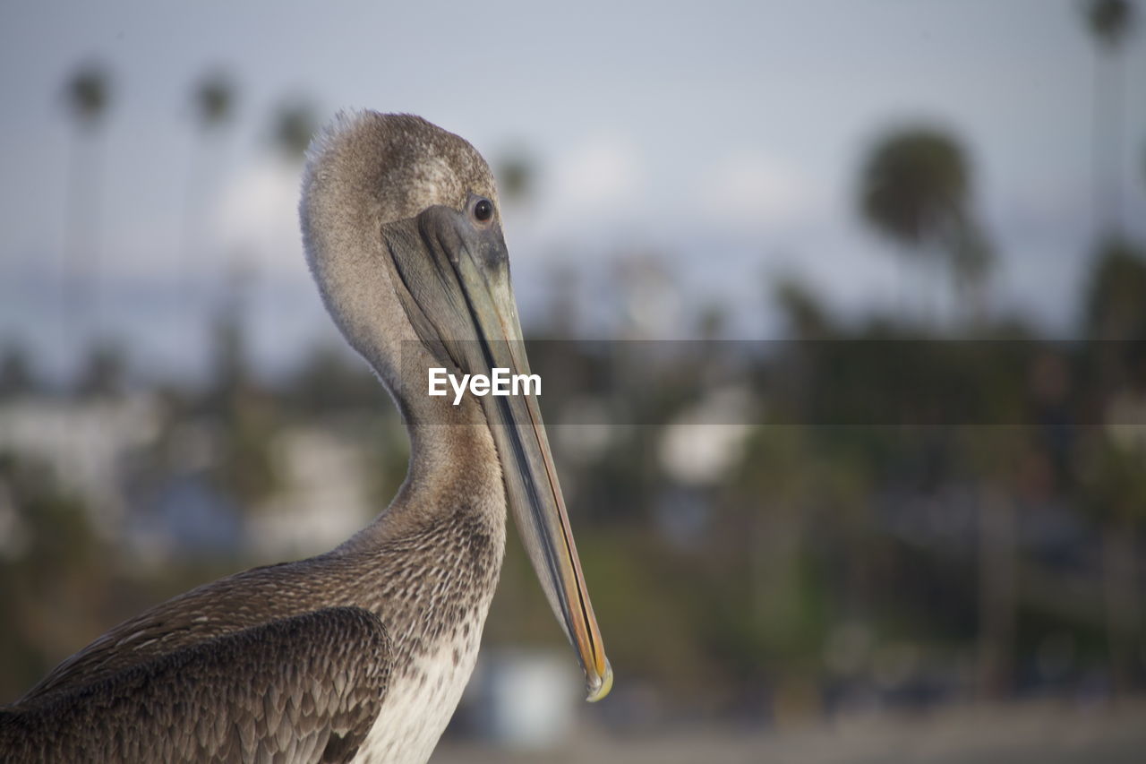 CLOSE-UP OF PELICAN BY BIRD