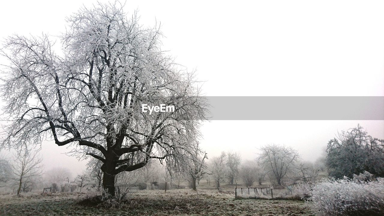 VIEW OF TREE