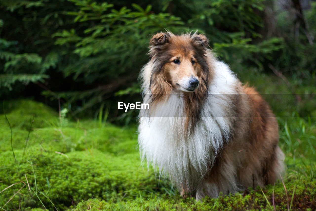 Dog looking away while standing on land