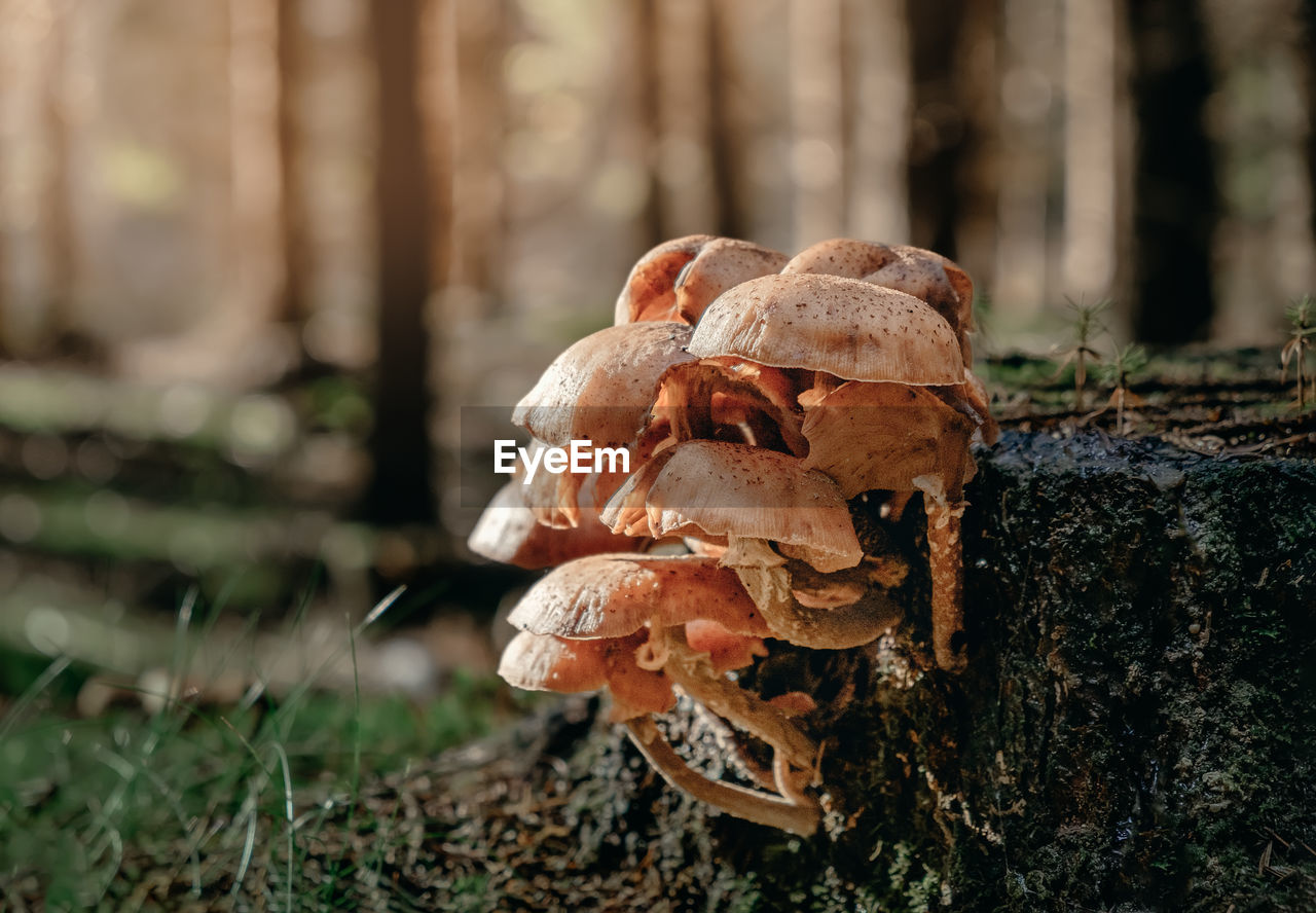 nature, plant, mushroom, fungus, tree, autumn, land, forest, vegetable, leaf, food, no people, macro photography, woodland, growth, day, close-up, tree trunk, outdoors, focus on foreground, trunk, animal, animal themes, toadstool