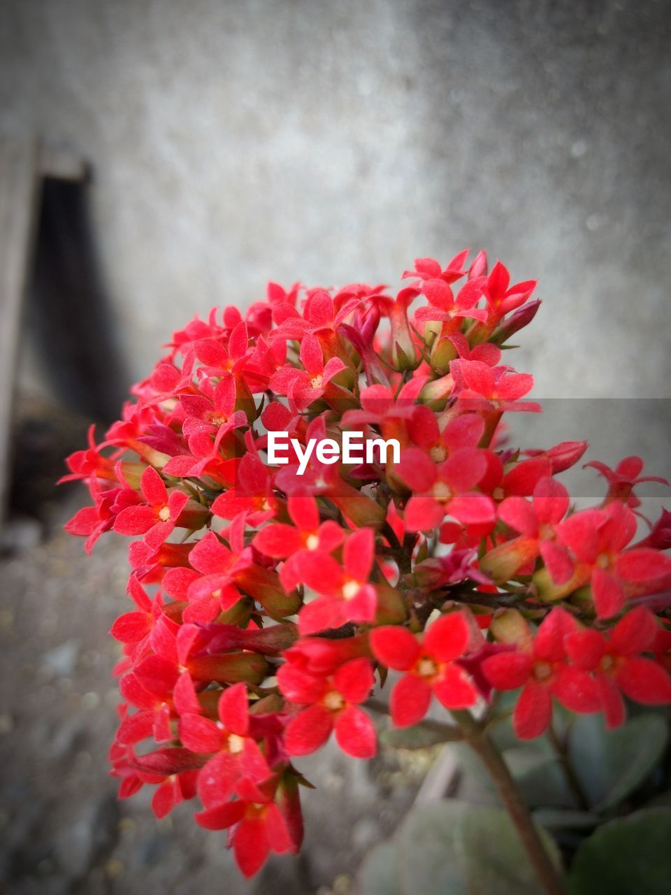 CLOSE-UP OF RED FLOWERS BLOOMING