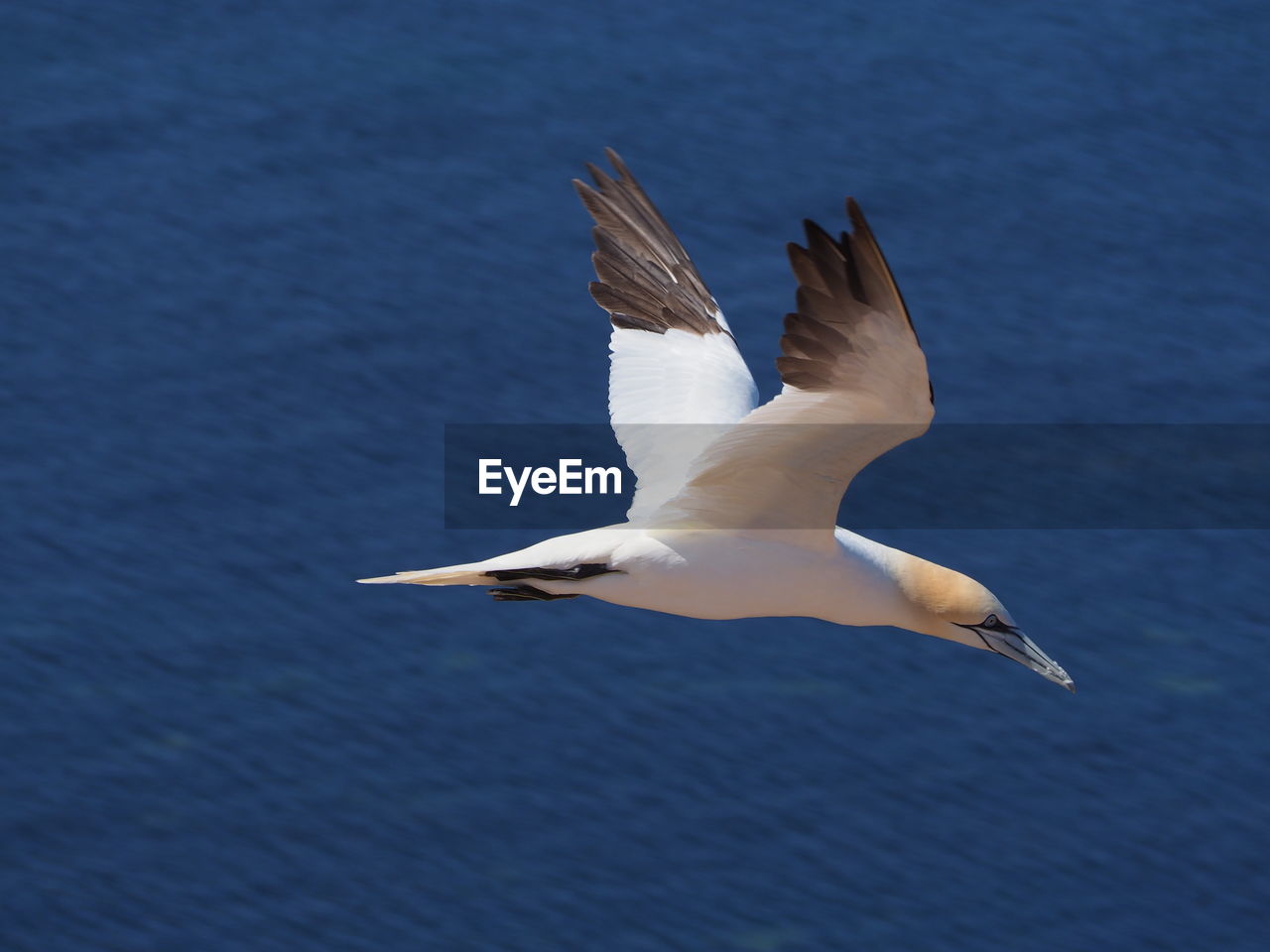 CLOSE-UP OF SWAN FLYING OVER SEA