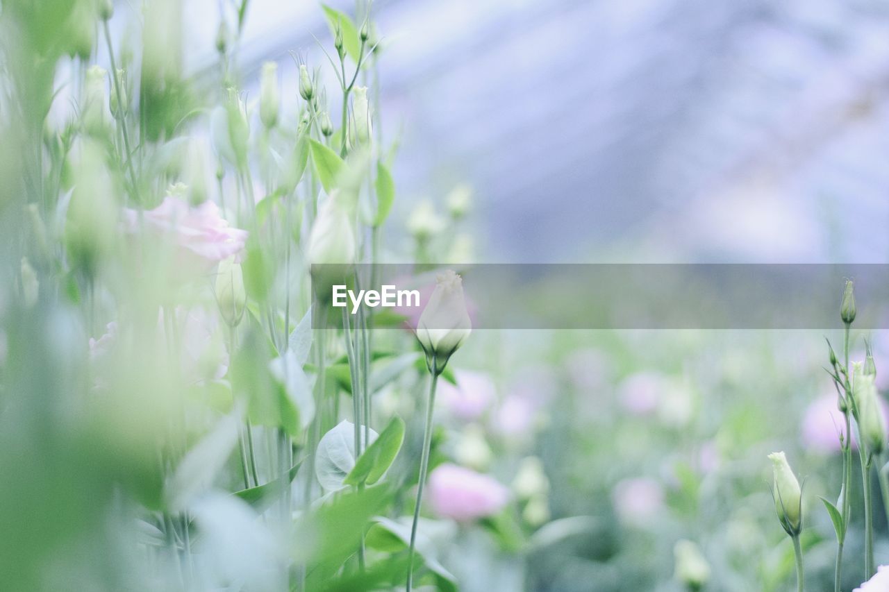 Close-up of purple flowering plant on field