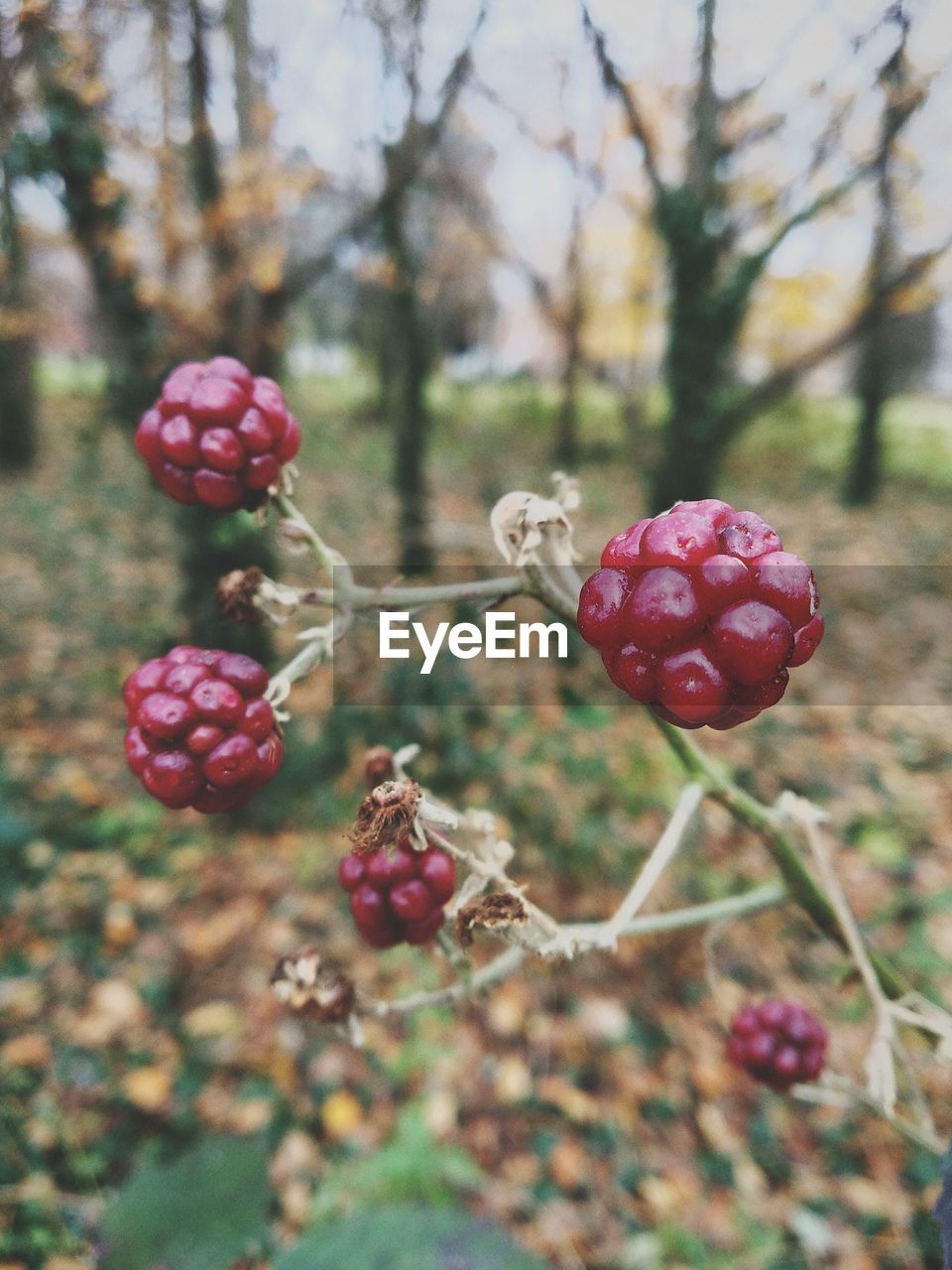 CLOSE-UP OF RASPBERRIES GROWING ON TREE