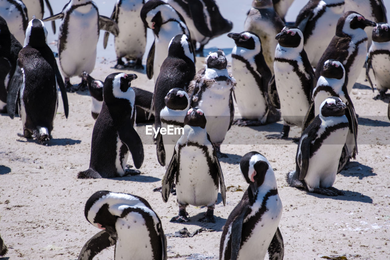 flock of penguins at beach