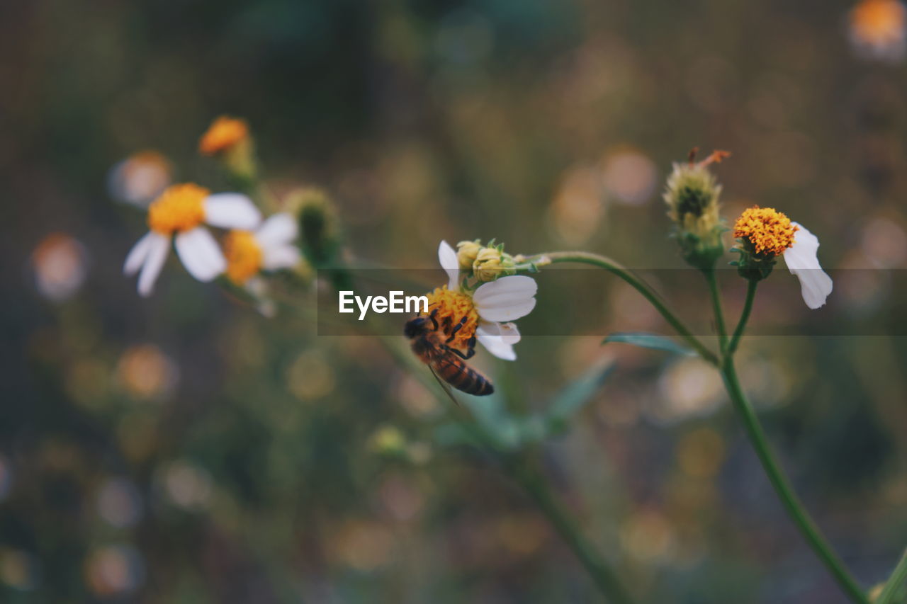 CLOSE-UP OF BUTTERFLY ON YELLOW FLOWER