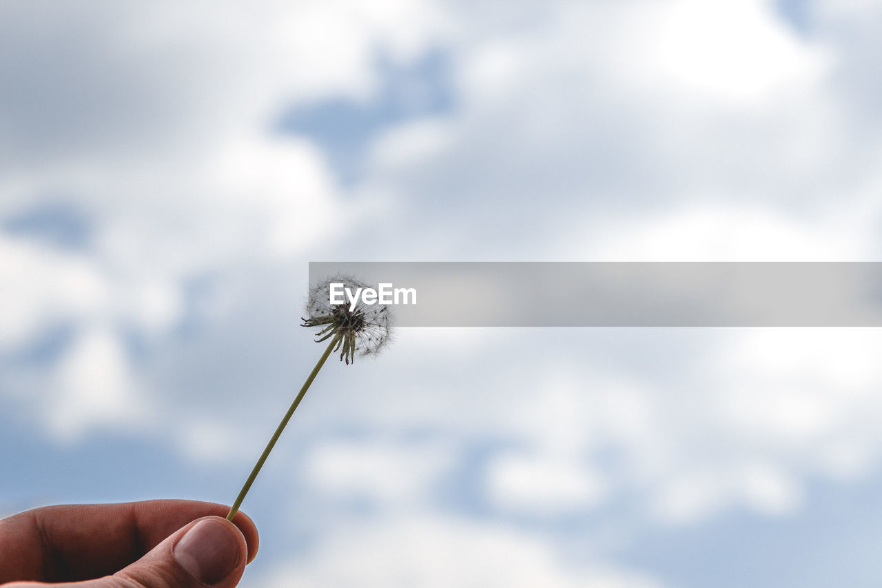 LOW ANGLE VIEW OF PERSON HAND HOLDING DANDELION AGAINST SKY