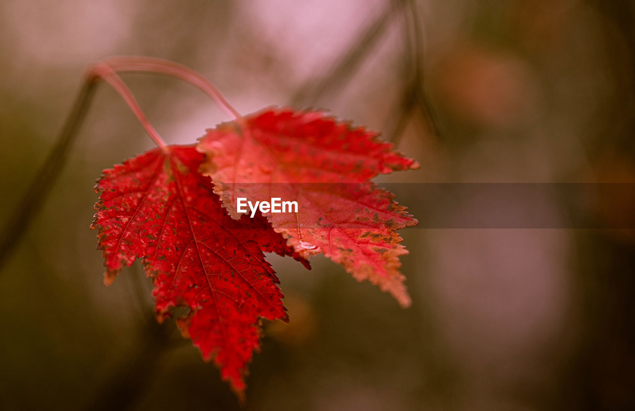 Close-up of red maple leaves on tree