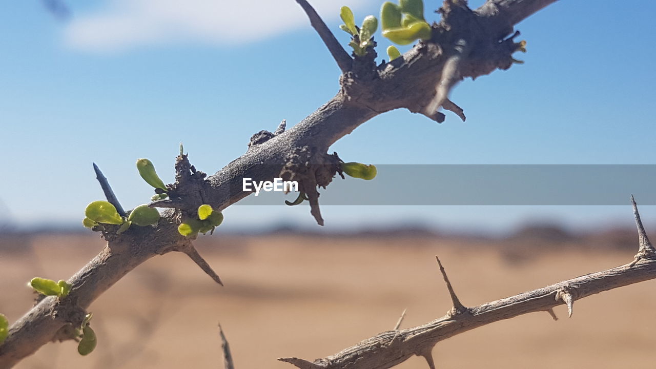 LOW ANGLE VIEW OF DEAD PLANT AGAINST SKY
