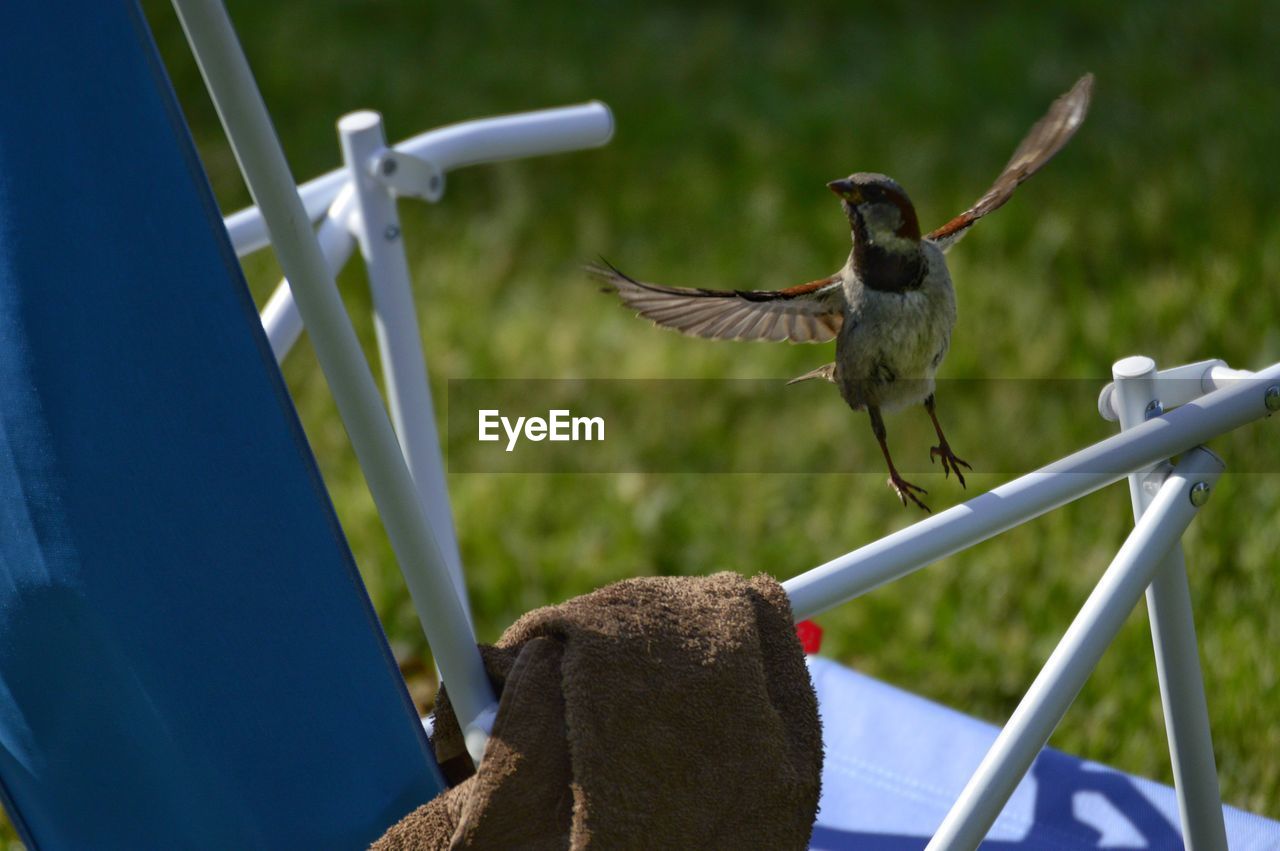 Close-up of bird flying