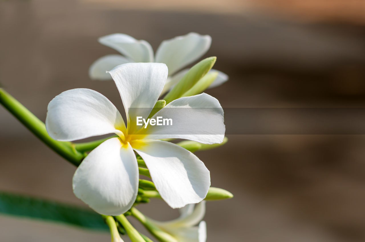 Close-up of white frangipani flower