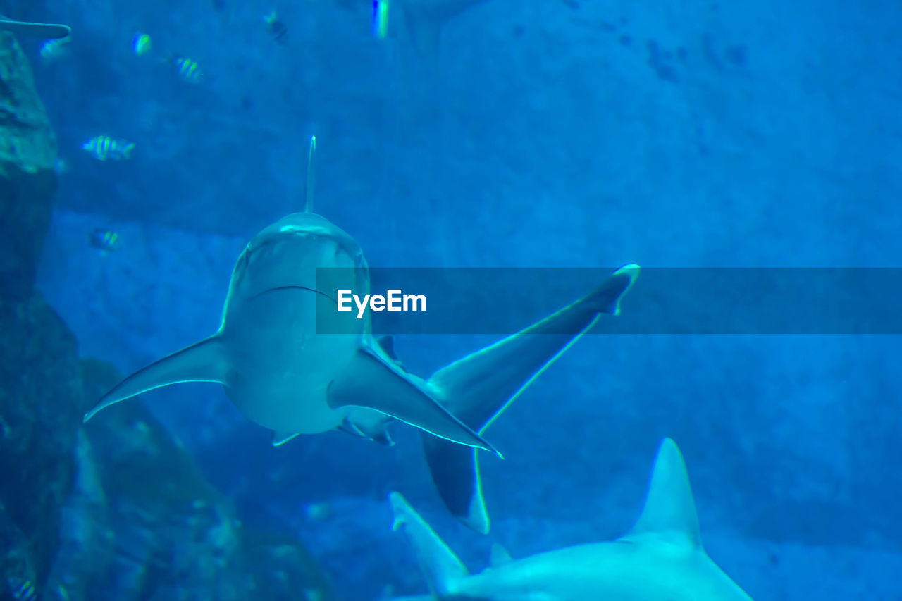 UNDERWATER VIEW OF FISH SWIMMING