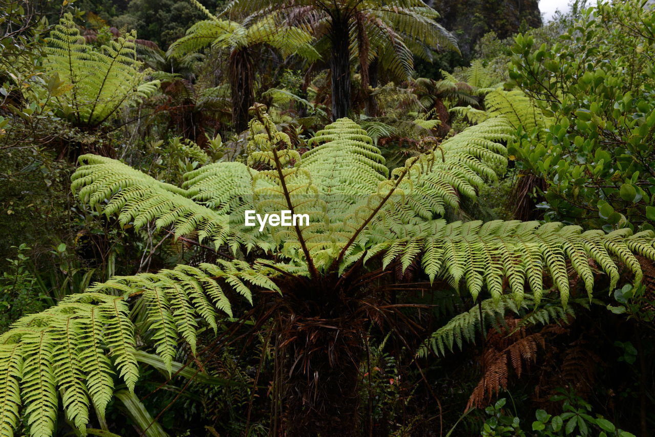 PANORAMIC VIEW OF PALM TREES