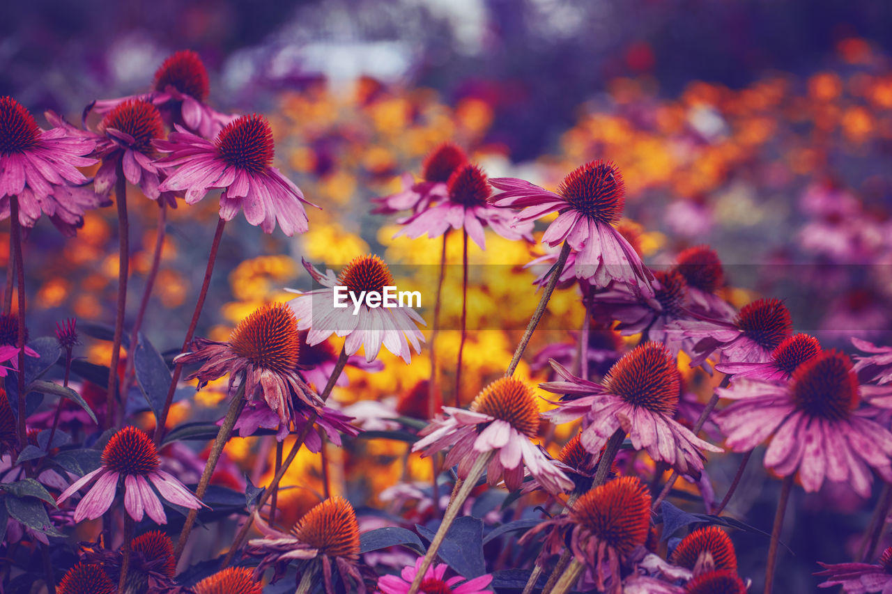 Close-up of purple flowering plants