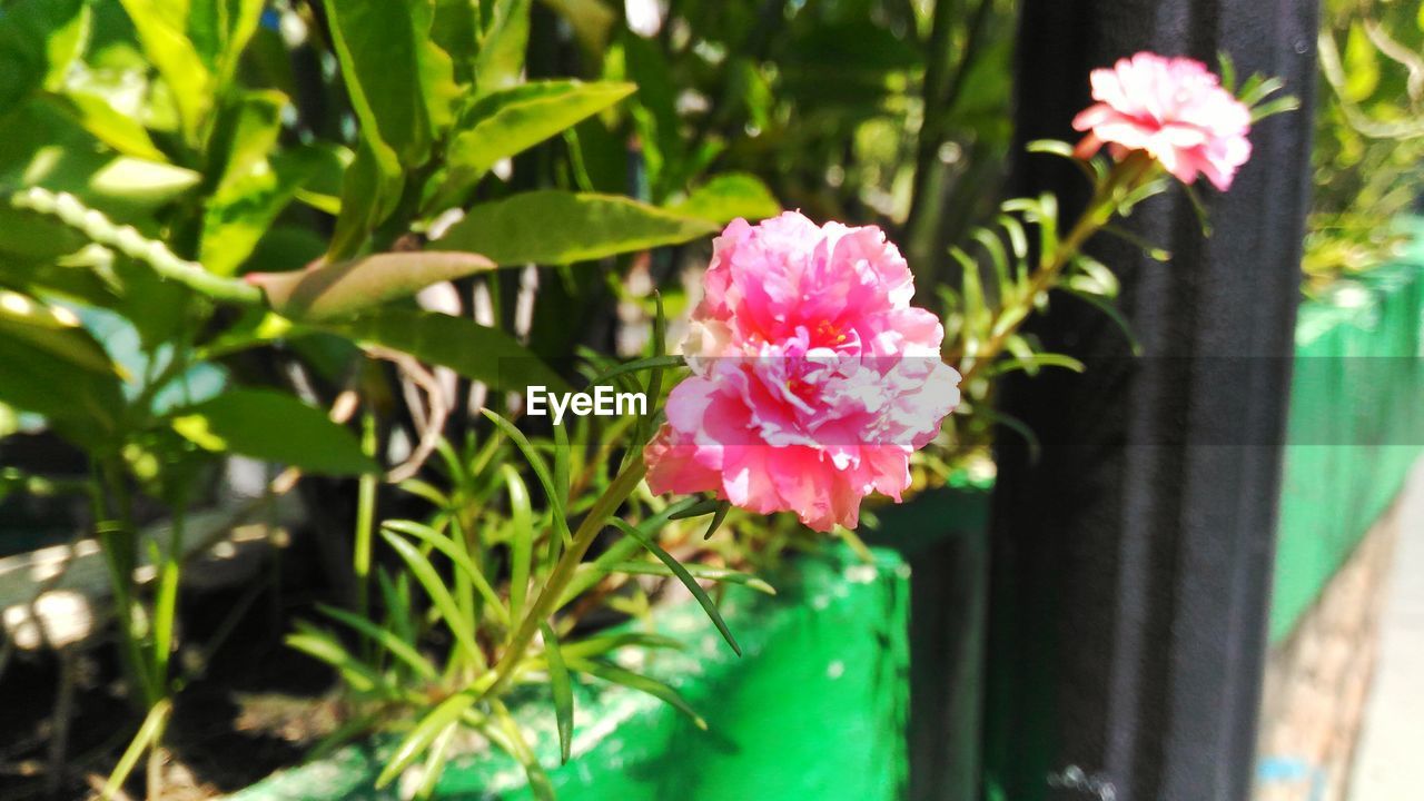 CLOSE-UP OF PINK FLOWERS BLOOMING