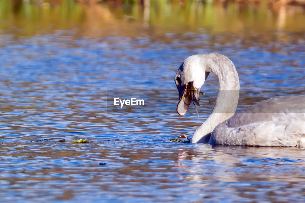 SWAN SWIMMING ON LAKE