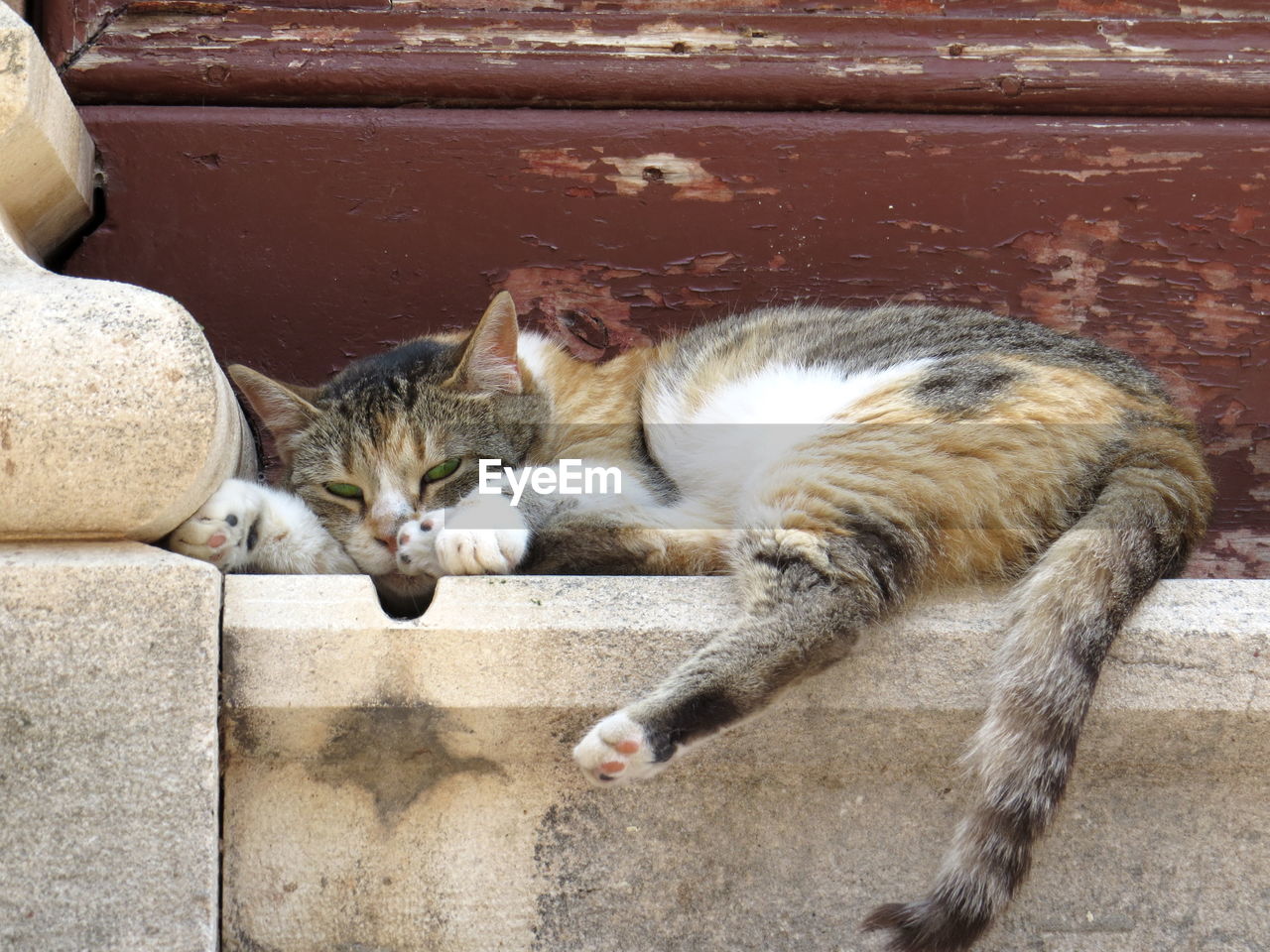 CLOSE-UP OF A CAT SLEEPING