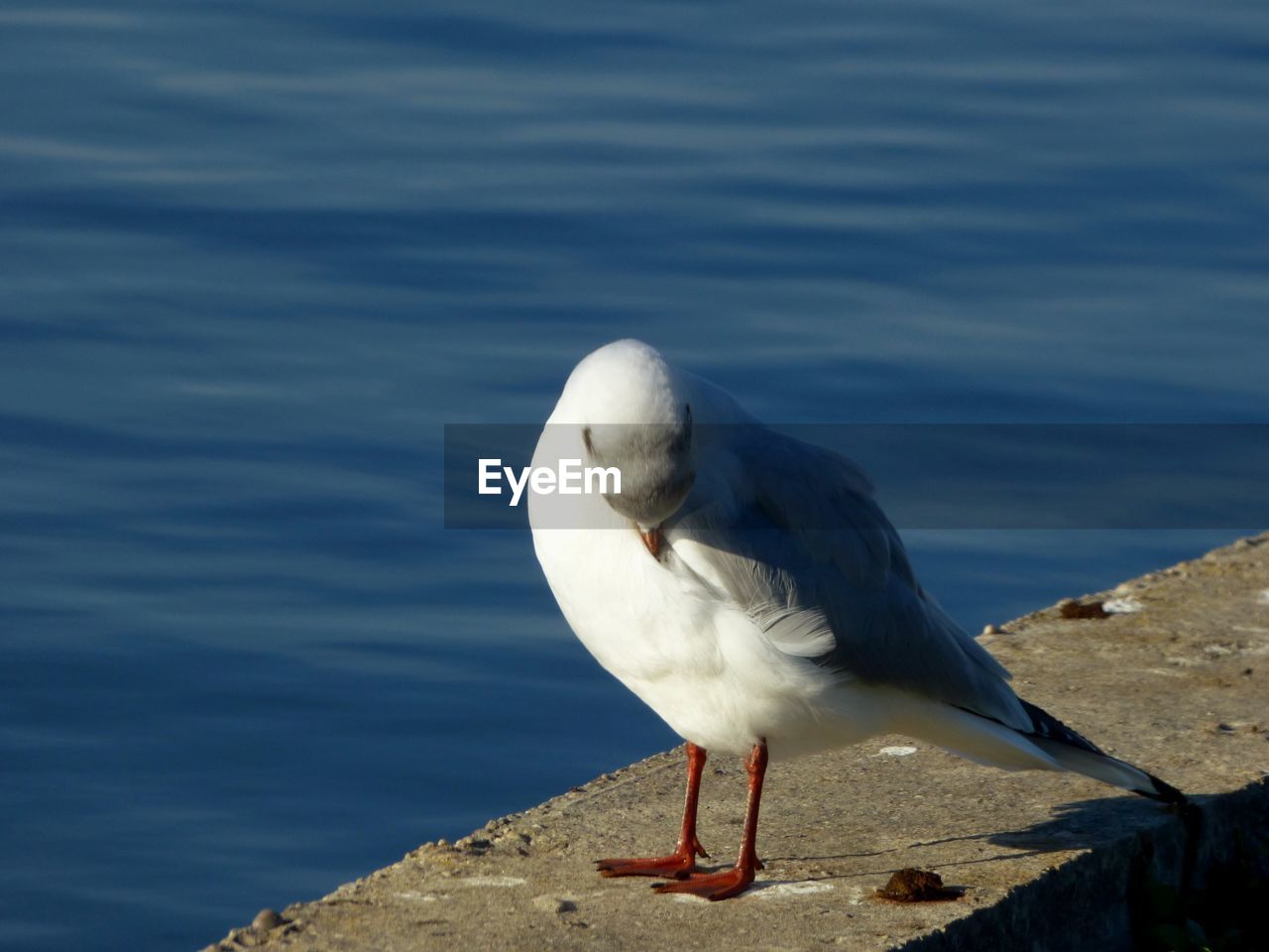 CLOSE-UP OF SEAGULL PERCHING ON SEA