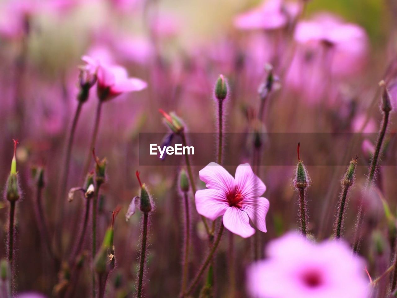 Close-up of purple flowers blooming outdoors