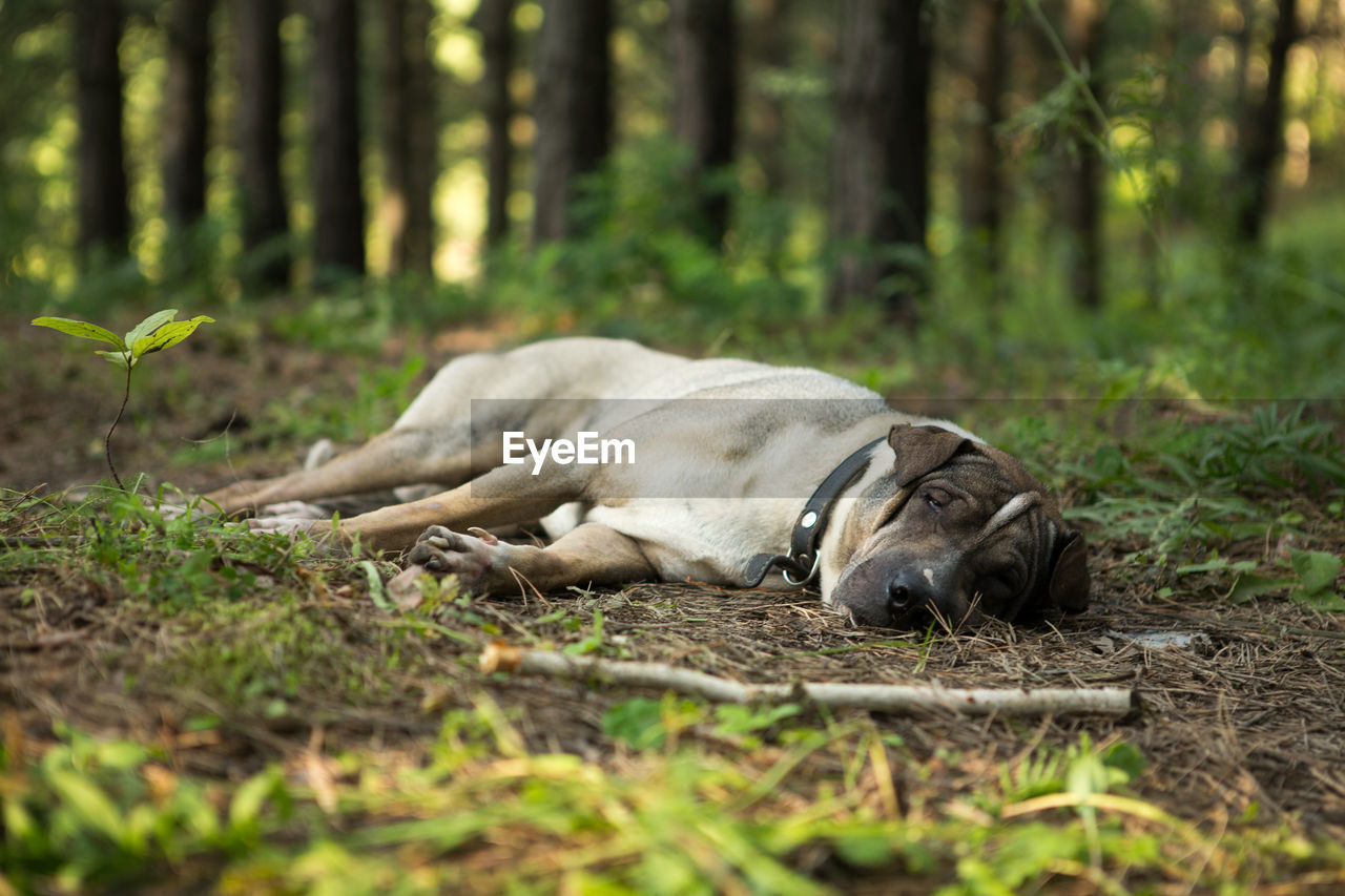 Dog relaxing on field in forest